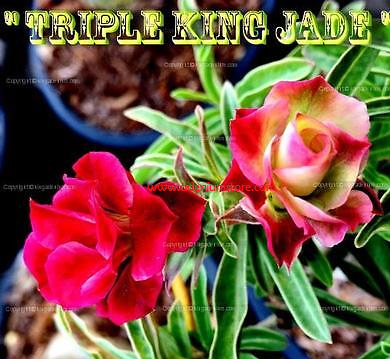 Adenium Obesum \'Triple King Jade\' 5 Seeds